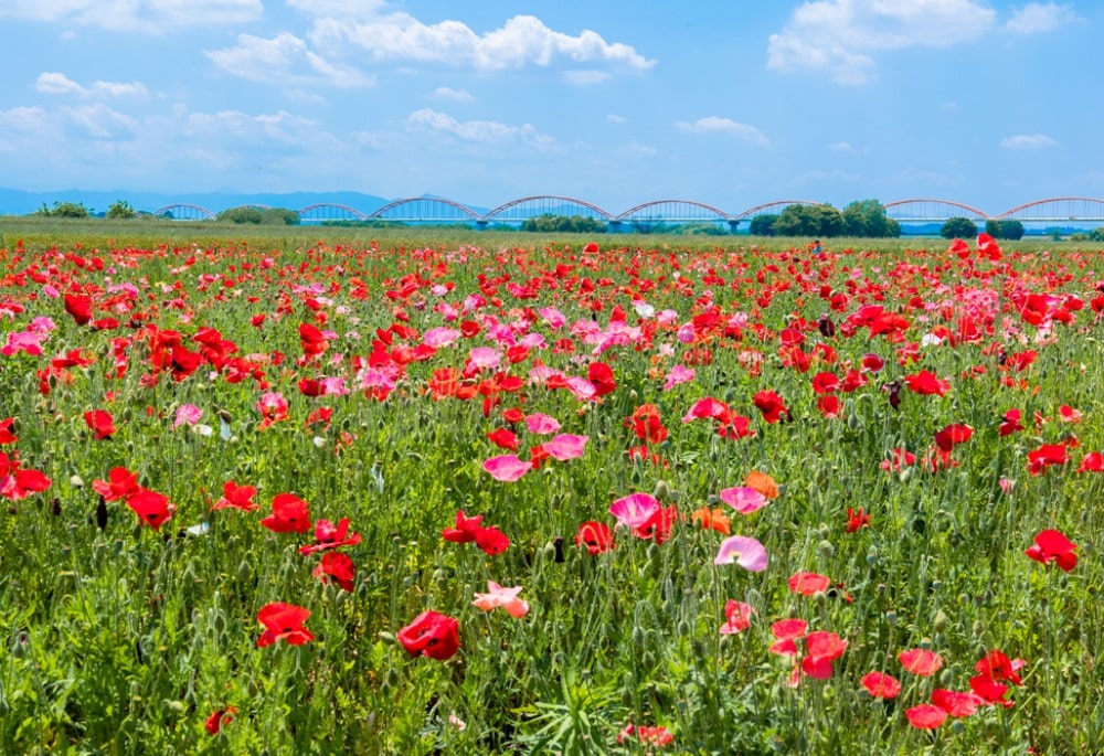 日本一のポピー畑「こうのす花まつり」