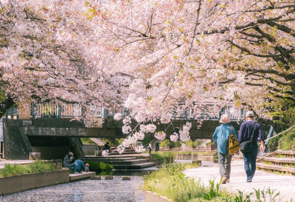 県内有数の桜の名所「元荒川の桜堤」